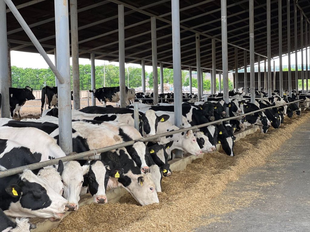 Fermes de vaches